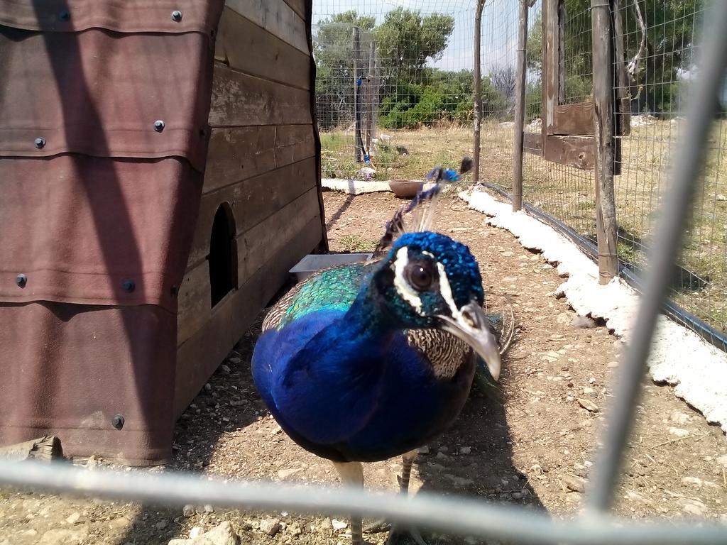 Agriturismo Agrimilo Villa Noto Kültér fotó